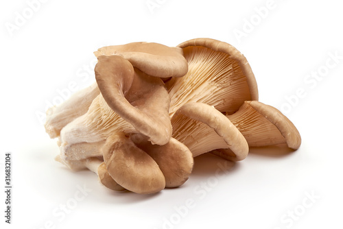 Oyster mushrooms - Pleurotus ostreatus, isolated on white background