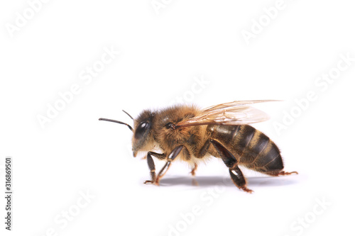  bee isolated on white background