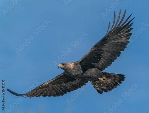 Golden Eagle Soaring- A golden eagle with wings outstreteched searches for prey. Greeley, Colorado.