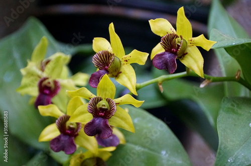 Light yellow and purple color of Dendrobium orchids