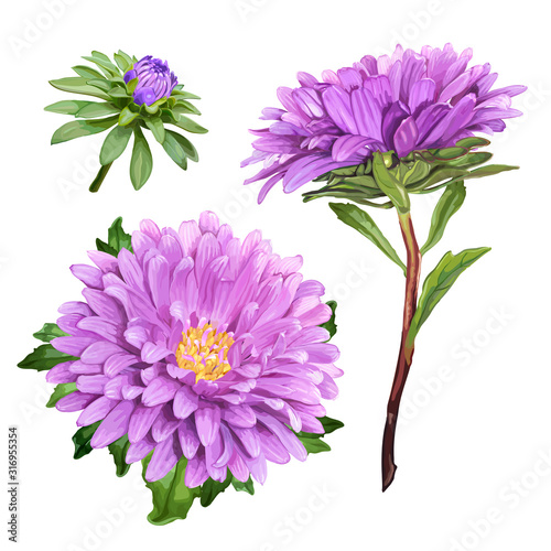 Set of three beautiful summer flowers of violet Aster isolated on white background for luxury floral design