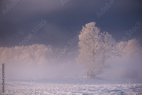Winter cold morning landscape of nature Krimulda,Latvia