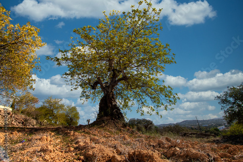 carob tree in cultivated land