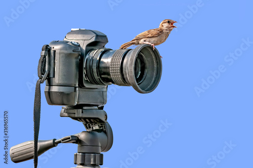 House sparrow chick sitting on a camera calling for food