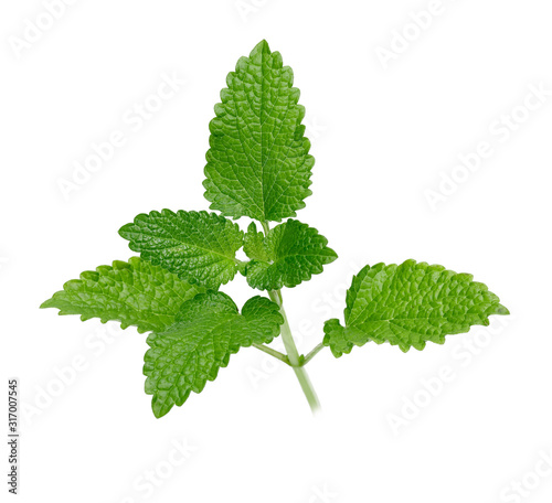 Bunch of lemon balm or melissa plant isolated