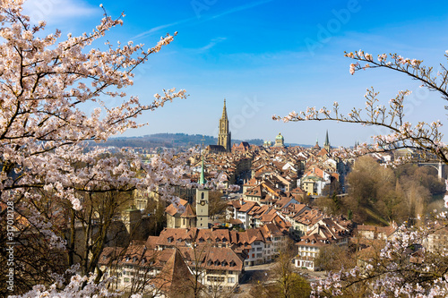 Sakura or cherry blossom flower in Spring season with the landscape of old town,Bern city,Switzerland