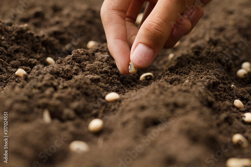 Closeup hand sowing seeds to losing soil at garden. Home gardening and Growth vegetable concept.