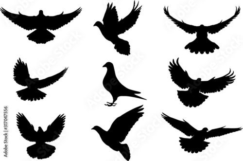 Pigeon silhouette, flying dove silhouette vector