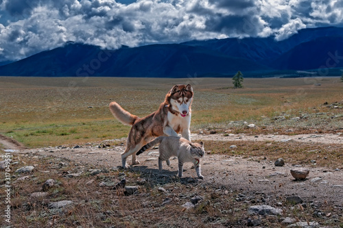 Dog plays with cat on walk. Husky dog caught up with Siamese cat on country road, mountain landscape. Friendship cat and dog.