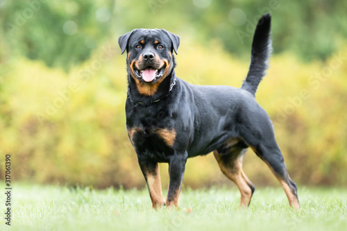  portrait of a beautiful dog