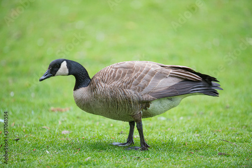 canada goose on grass