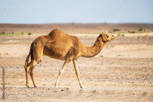 Arabian camel walking in desert