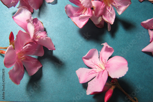 pink flowers on a blue background