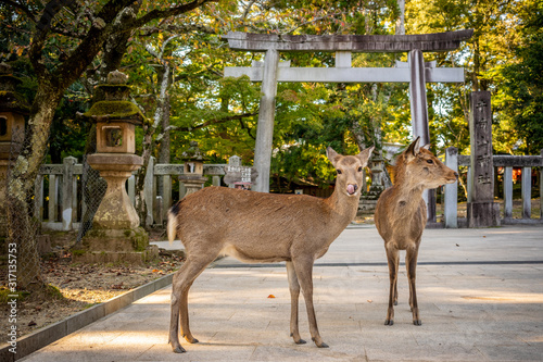 Cute Japanese deer in front of a Tori Gate, Nara park, Japan