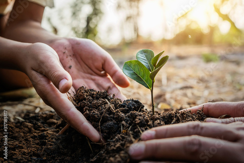 planting tree in garden. concept save world green earth