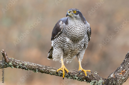 Northern Azor, Accipiter gentilis, adult male