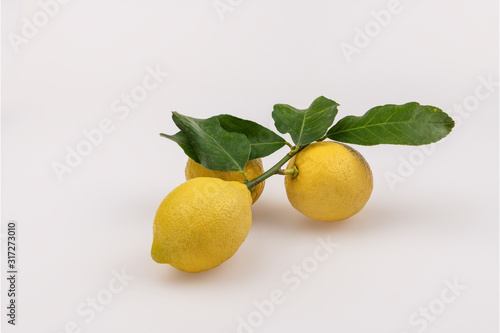 Sicilian bright yellow lemons on a branch with green leaves isolated on the white background