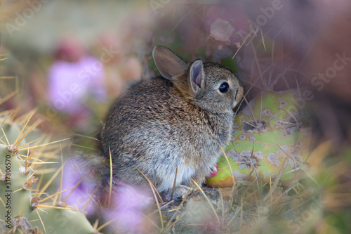 Wildkaninchen (Oryctolagus cuniculus) Jungtier auf Lavagestein, Insel Lanzarote, Spanien, Europa