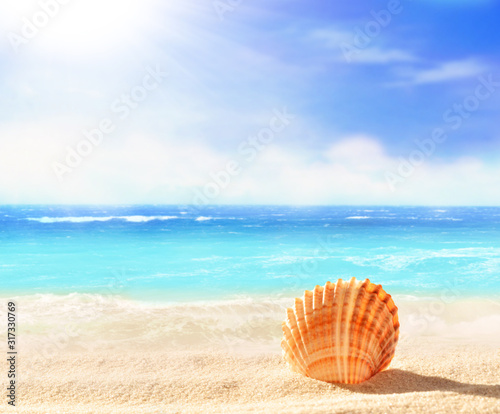 Landscape with shell on tropical beach. Summer concept.