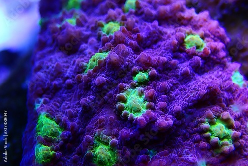 Hollywood Stunner Chalice stony coral in macro shot