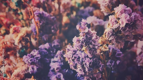 closeup vintage dry purple flowers