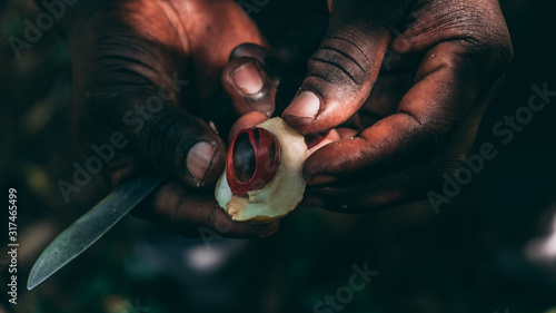 black farmer opening a nutmeg with a knife on Zanzibar spice farm