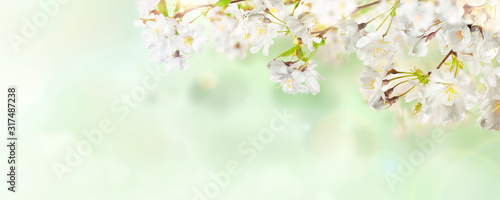 White cherry tree blossom flowers blooming in springtime against a natural sunny blurred garden banner background of pale green and white bokeh.