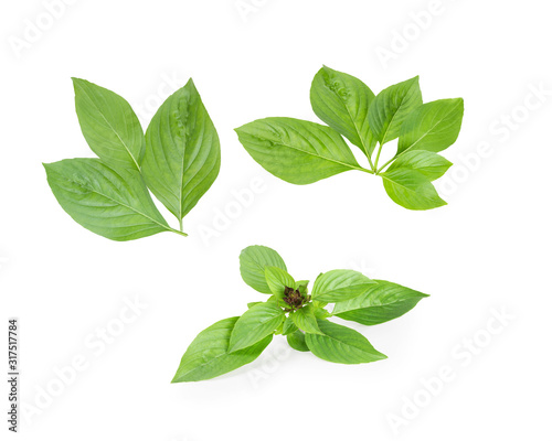 Sweet Basil, Thai Basil Leaves isolated on white background. This has clipping path.