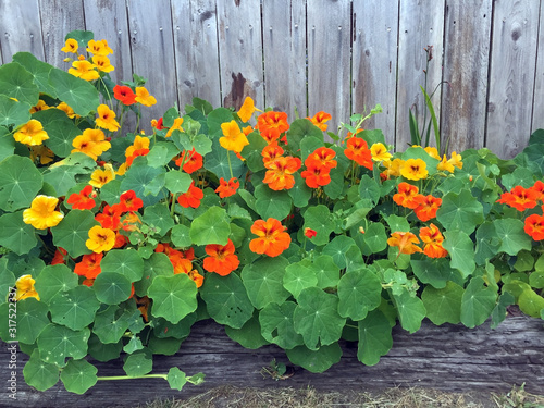 Nasturtium Yellow, Orange, Climbing up Fence, Vibrant