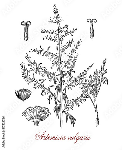 Artemisia vulgaris or common mugwort invasive weed with small florets used as medicinally and culinary herb: flavoring and bittering ales, for pain relief, treatment of fever and as diuretic