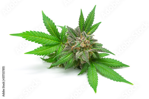 Macro of Medical Marijuana Bud or Hemp Flower with Green Leaves Isolated on White Background