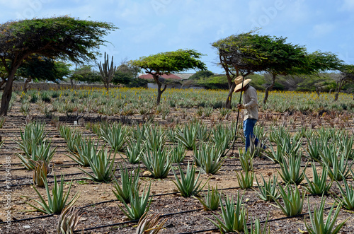 Campesino trabajando en una plantación de Aloe Vera en Aruba, Antillas Holandesas, con árboles divi divi característicos de la isla