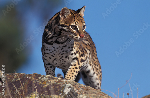 OCELOT leopardus pardalis