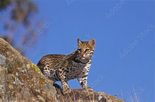 OCELOT leopardus pardalis