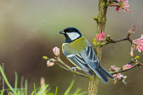 Mésange charbonnière - Parus major - Great Tit