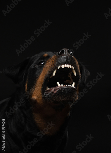 Angry dog with open mouth. Pet catches food. Rottweiler snarls