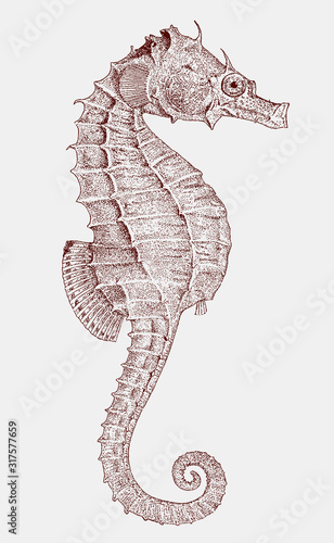 Short-snouted seahorse hippocampus, a fish from the Eastern Atlantic and the Mediterranean Sea in side view