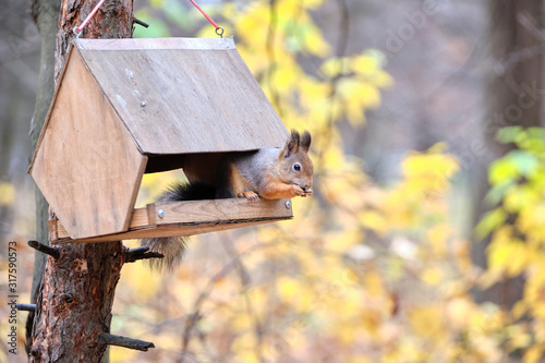 Squirrel eats from a feeder in the woods in the fall.