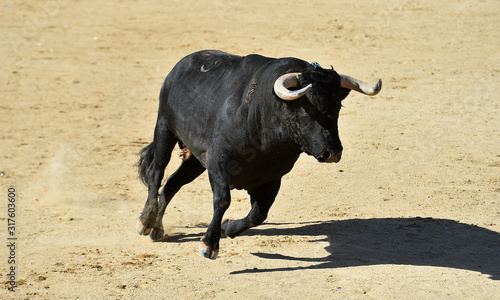 toro español poderoso con grandes cuernos