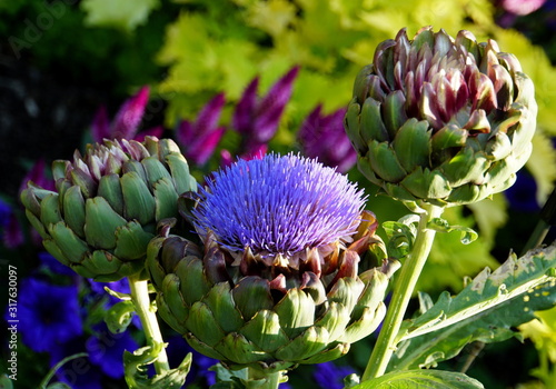 Cardoon plant, also known as the artichoke thistle or globe artichoke