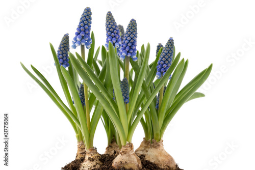 Traubenhyazinthe (Muscari armeniacum)