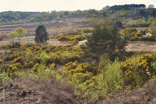 Open heathland: gorse, heather and small trees. Old fashioned European forest (Chobham Common, Surrey, UK)