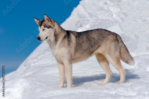 Alaskan malamute en un entorno natural nevado 