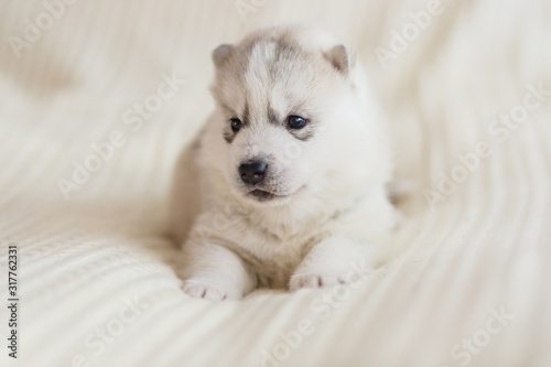 Adorable silver dog of breed of Siberian Husky puppy with brown eyes lying down indoors on a white background