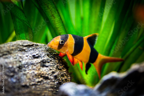 Large clown loach in fish tank (Chromobotia macracanthus)