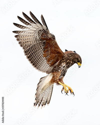 Harris's Hawk Juvenile, Laguna Seca Ranch, Texas