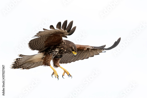 Harris's Hawk Juvenile, Laguna Seca Ranch, Texas