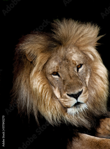 an african lion