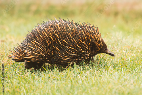 Echidna also known as a spiny anteater. Scientific name is Tachyglossidae.