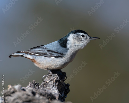 White-breasted Nuthatch